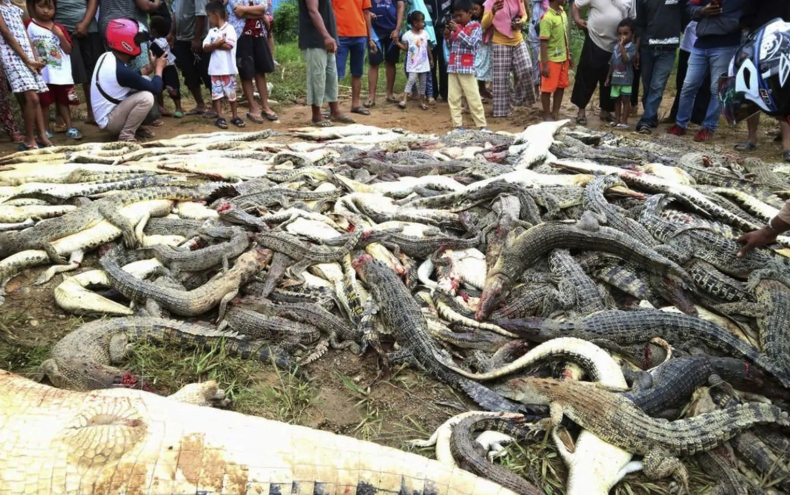 Indonesians Slaughter 300 Crocodiles in Cold Blood